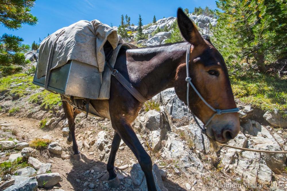 Dag7-5456.thumb.jpg.57f40cb2361afc07e54d