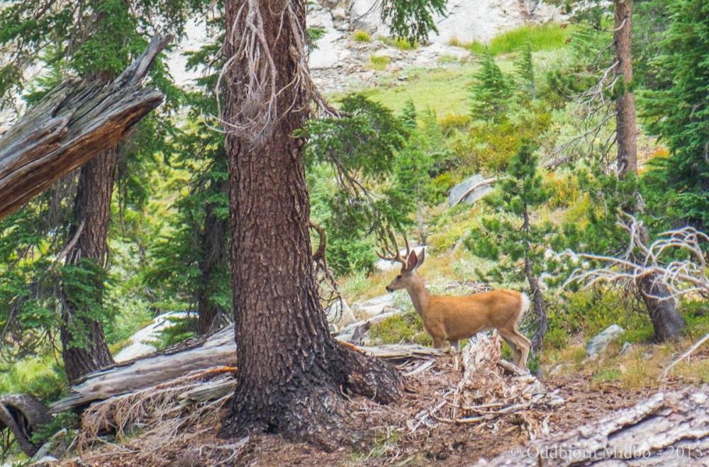 Dag8-5695.thumb.jpg.f2d8665c423e83496549