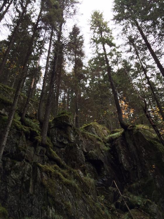 IMG_0016.thumb.jpg.7b8096cb5d30dedc49901