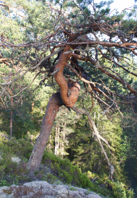 Skjermbilde_2015-10-27_kl._22.53.50.thum