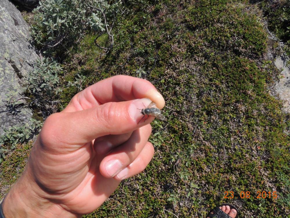 DSCN3959.thumb.JPG.ce36498d8073e7b0f1166