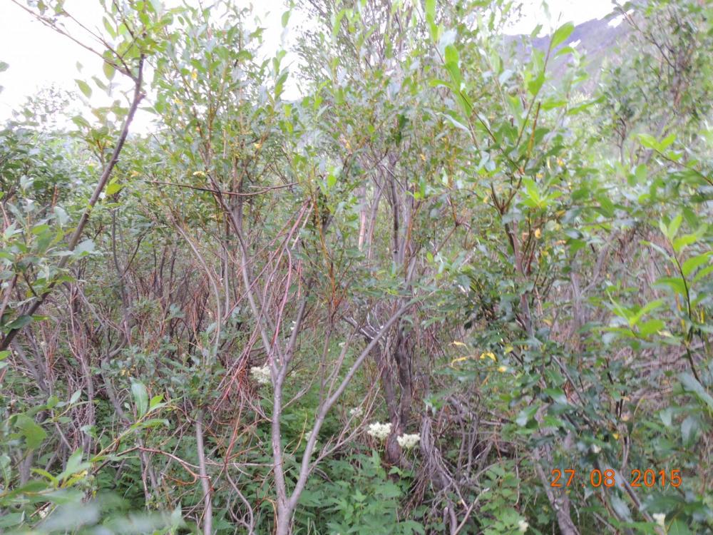 DSCN4190.thumb.JPG.65ea4c4c4a0c2bc5779cd