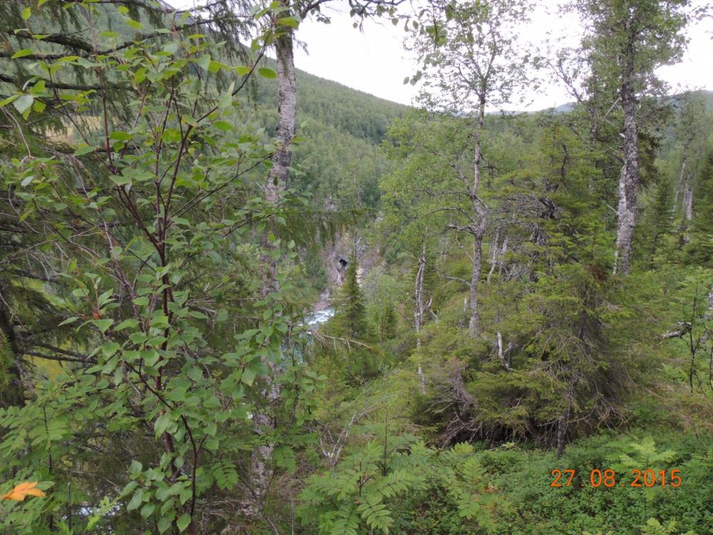 DSCN4229.thumb.JPG.aaeefc52a332a6abe3bee