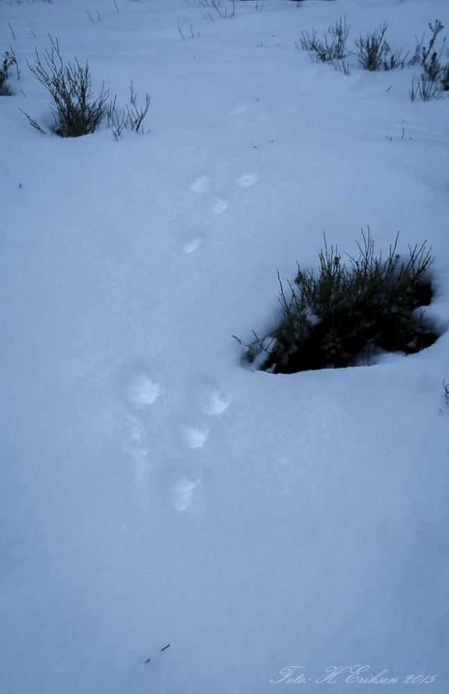 566d9bcf223ff_2015-12-1315.05.19.thumb.j