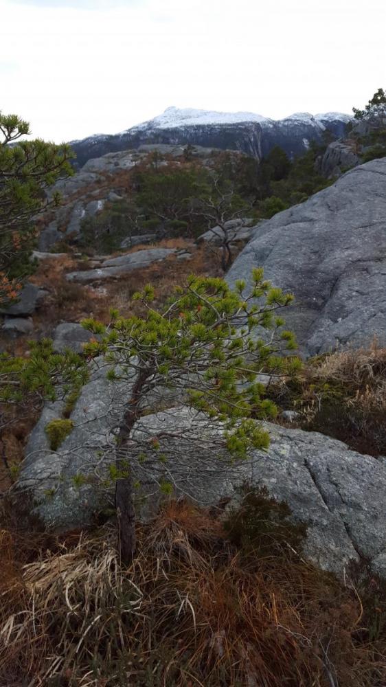 Vest for hatten, Forsand 4.jpg