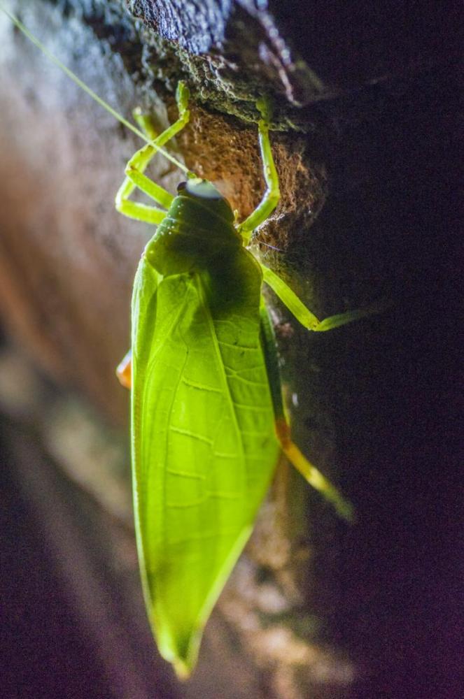 DSC_6670.thumb.jpg.da712d40ce7206617143d