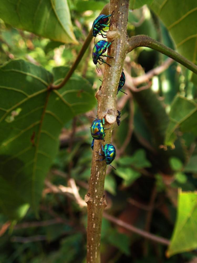 PA052102.thumb.jpg.e7956b6fa47e832cd4df6