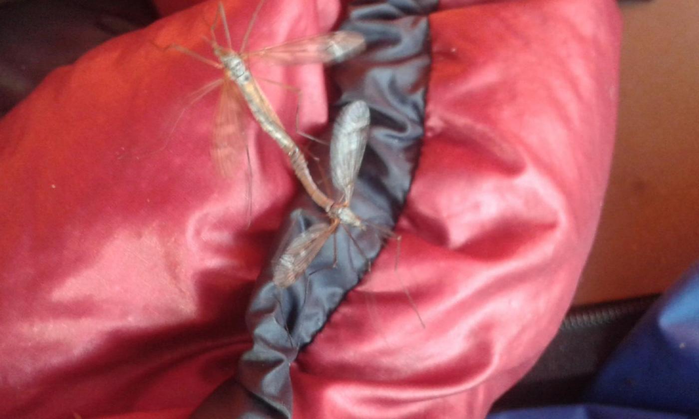 56a52a6855d24_10-15Hyrdestundpsoveposen1