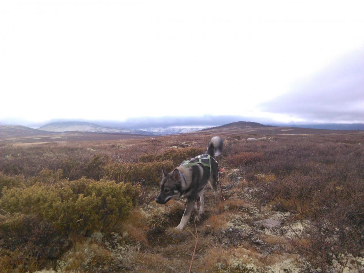 IMG_20151031_133447.thumb.jpg.492e4479a3