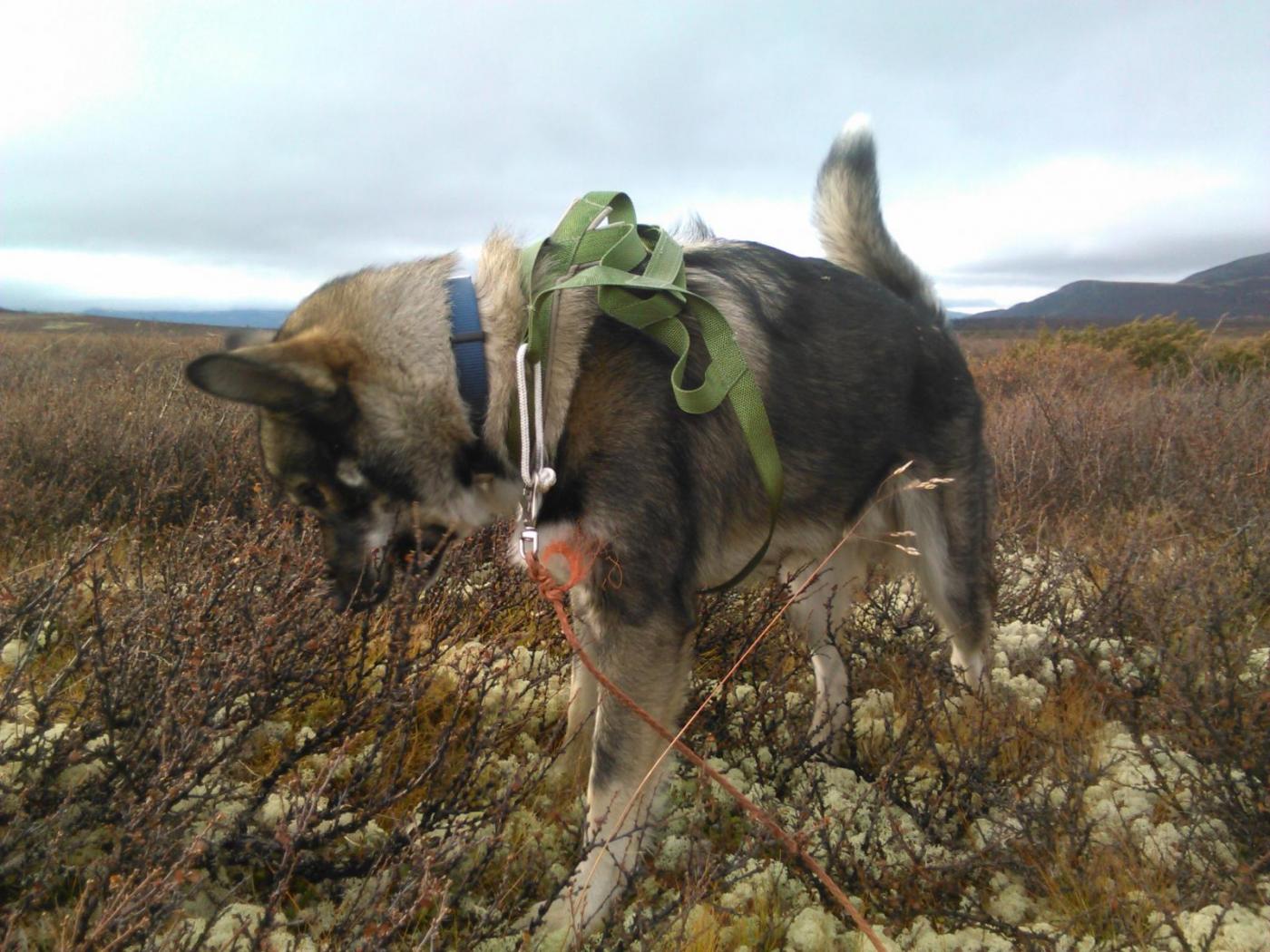 IMG_20151031_133957.thumb.jpg.b85413437d