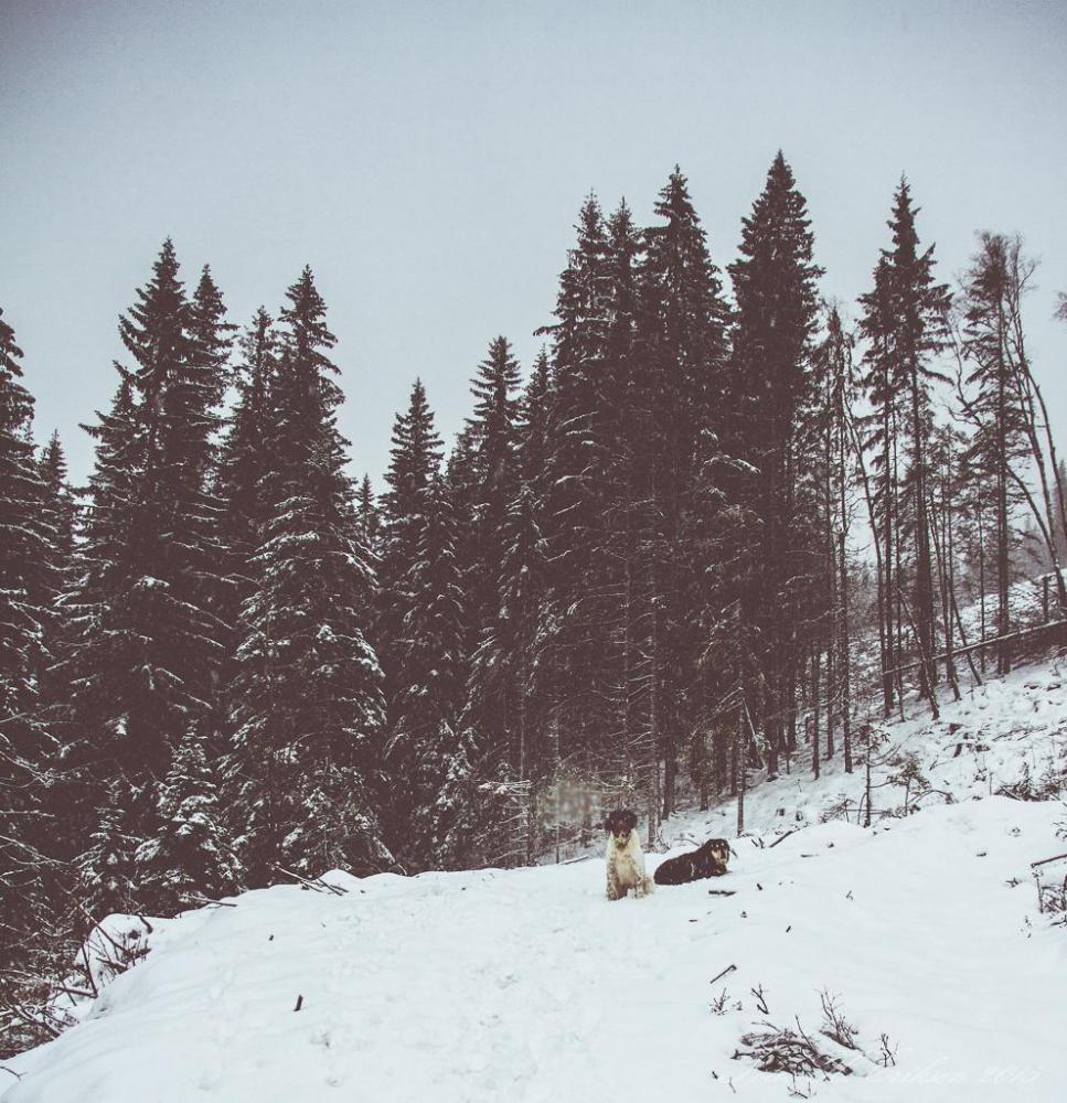 IMG_9194.thumb.jpg.fca5190355c9c1d0be8b3