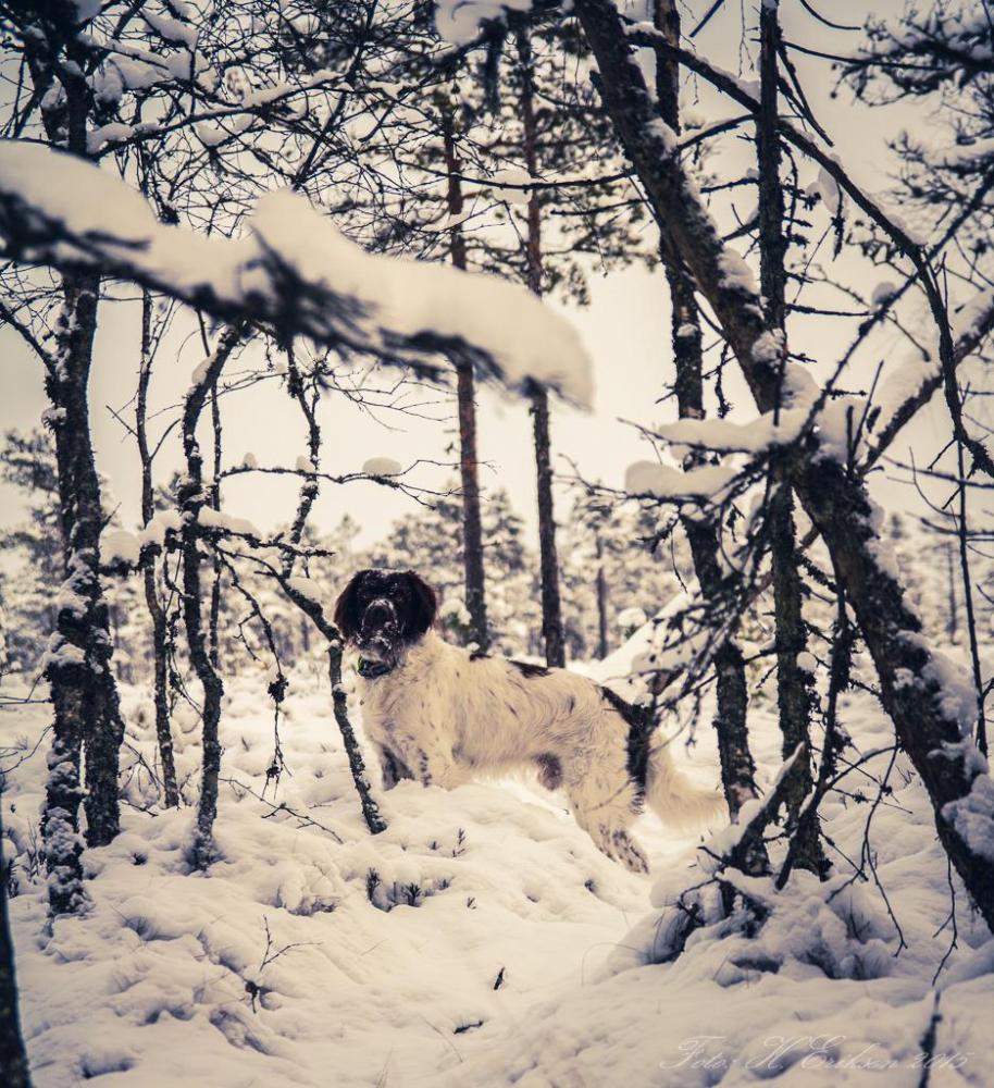 IMG_9366.thumb.jpg.64d8d7377f5300960de36