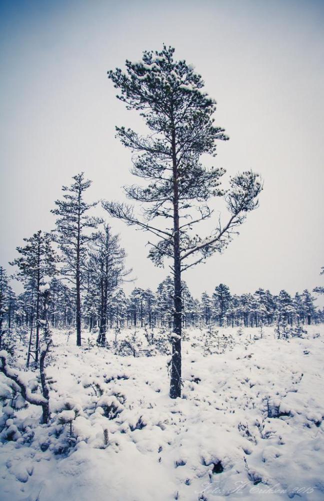 IMG_9372.thumb.jpg.6be694223912ccec7d1fb