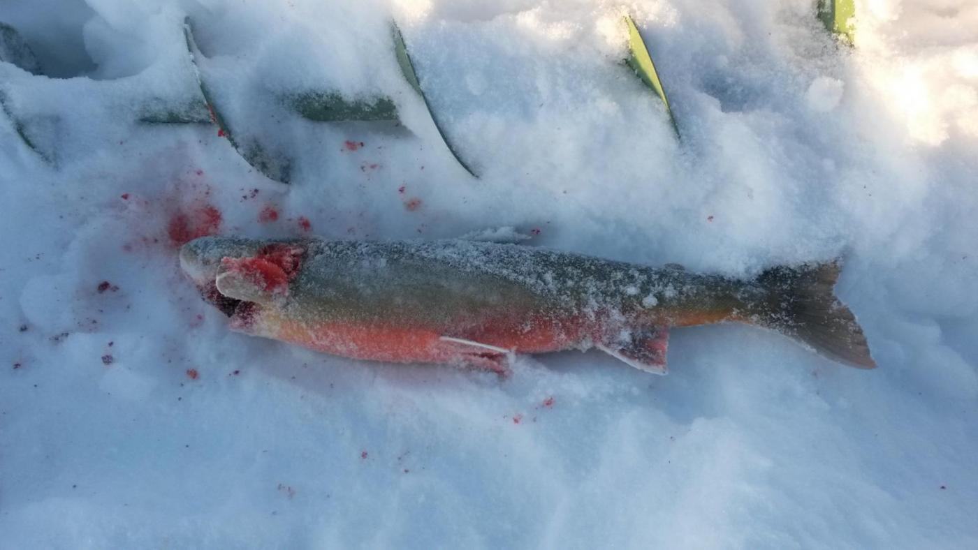 2016-02-06 11.44.55.jpg