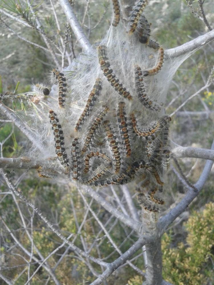 8a.thumb.jpg.a78a0f1807b0f3782fcb956b1e0