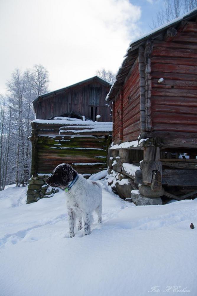 IMG_0974.thumb.jpg.fe0428b742e783b5fc576