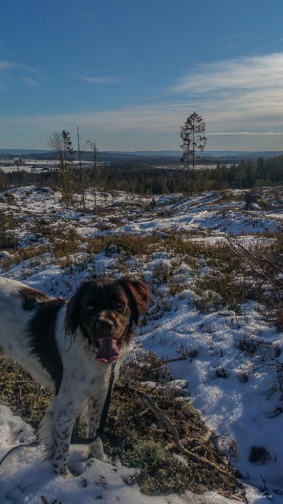 20160228_135307.thumb.jpg.7969754fbc7626