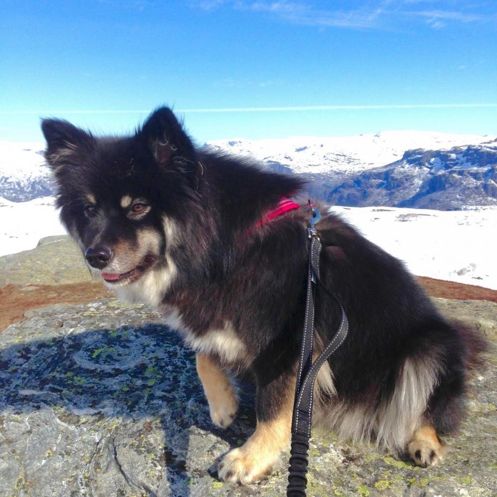 Astra på skitur.jpg