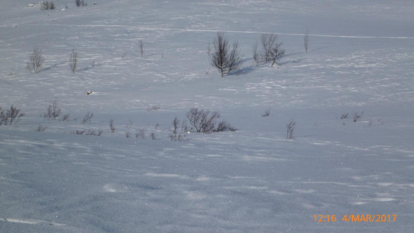 Dividalen mars 17 - 1 (1).jpg