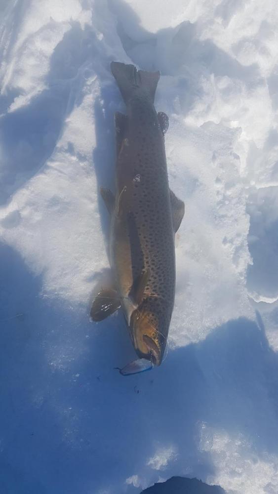 2017-04-08 14.41.55.jpg