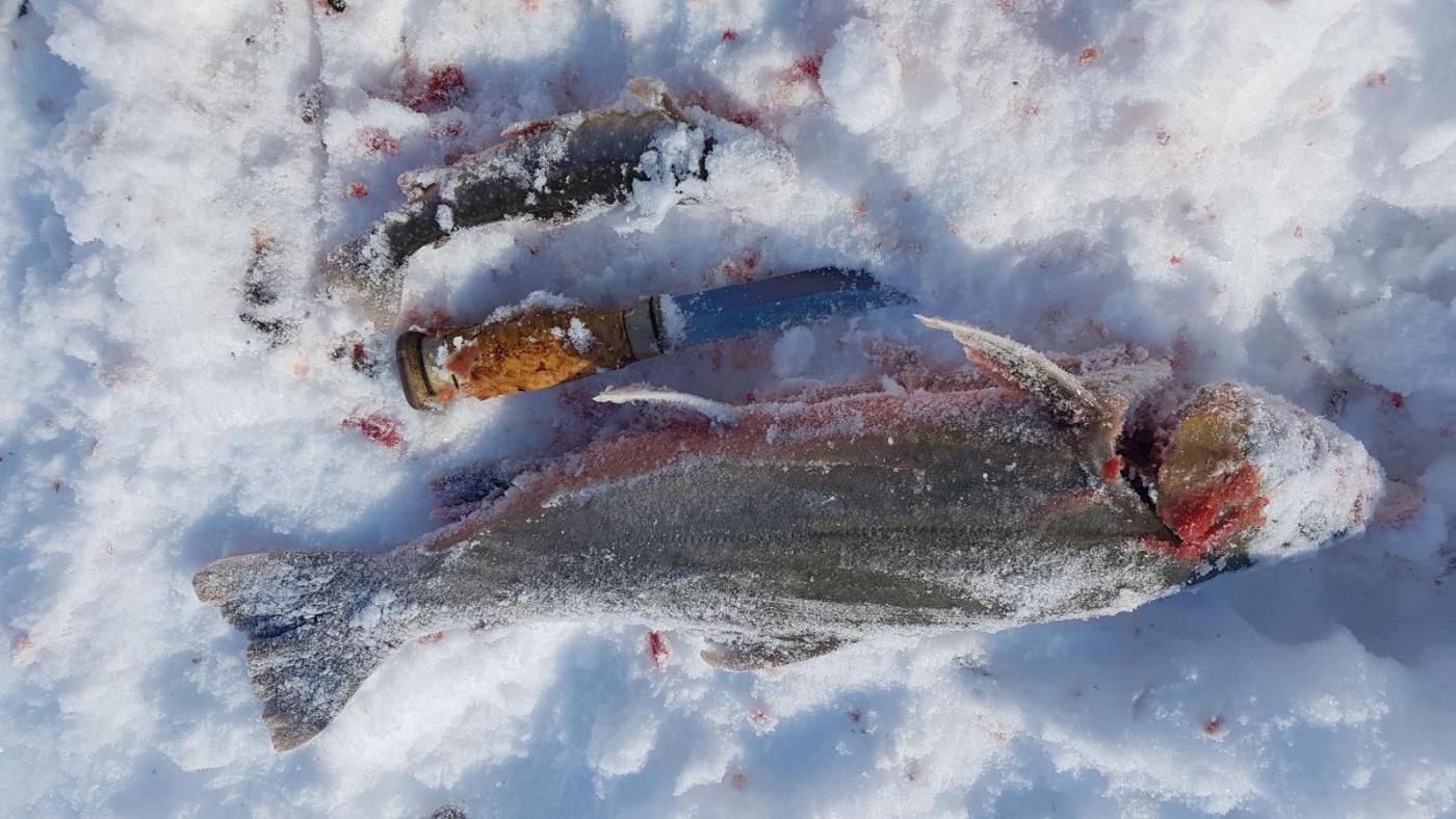 2017-04-17 11.55.38.jpg