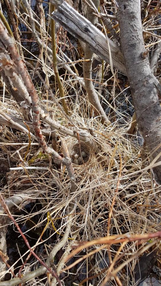 2017-06-18 12.31.52.jpg