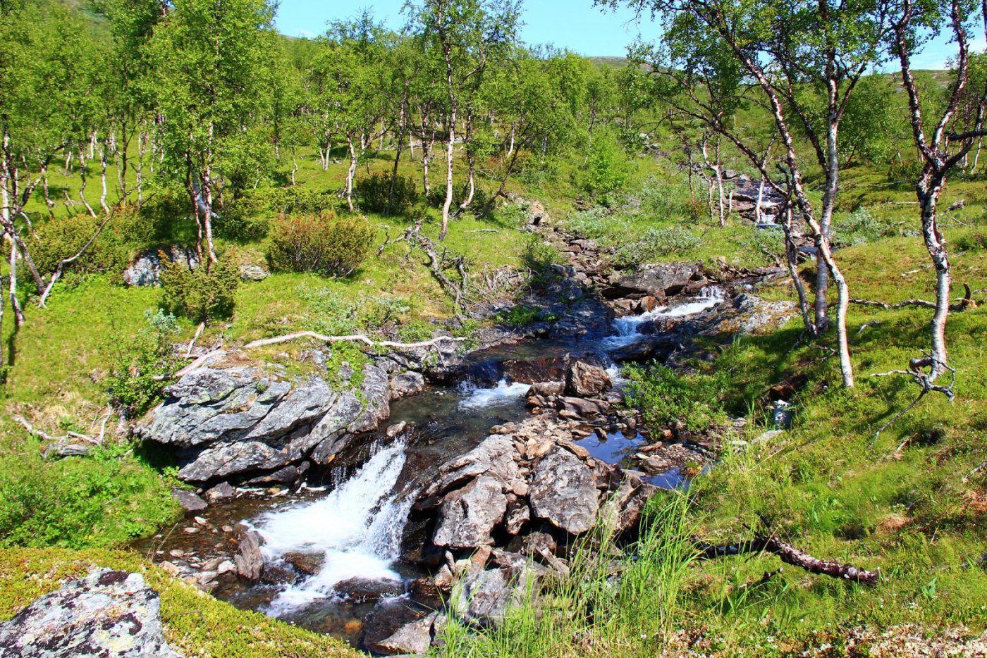 Elva Gamle Virvass copy.jpg