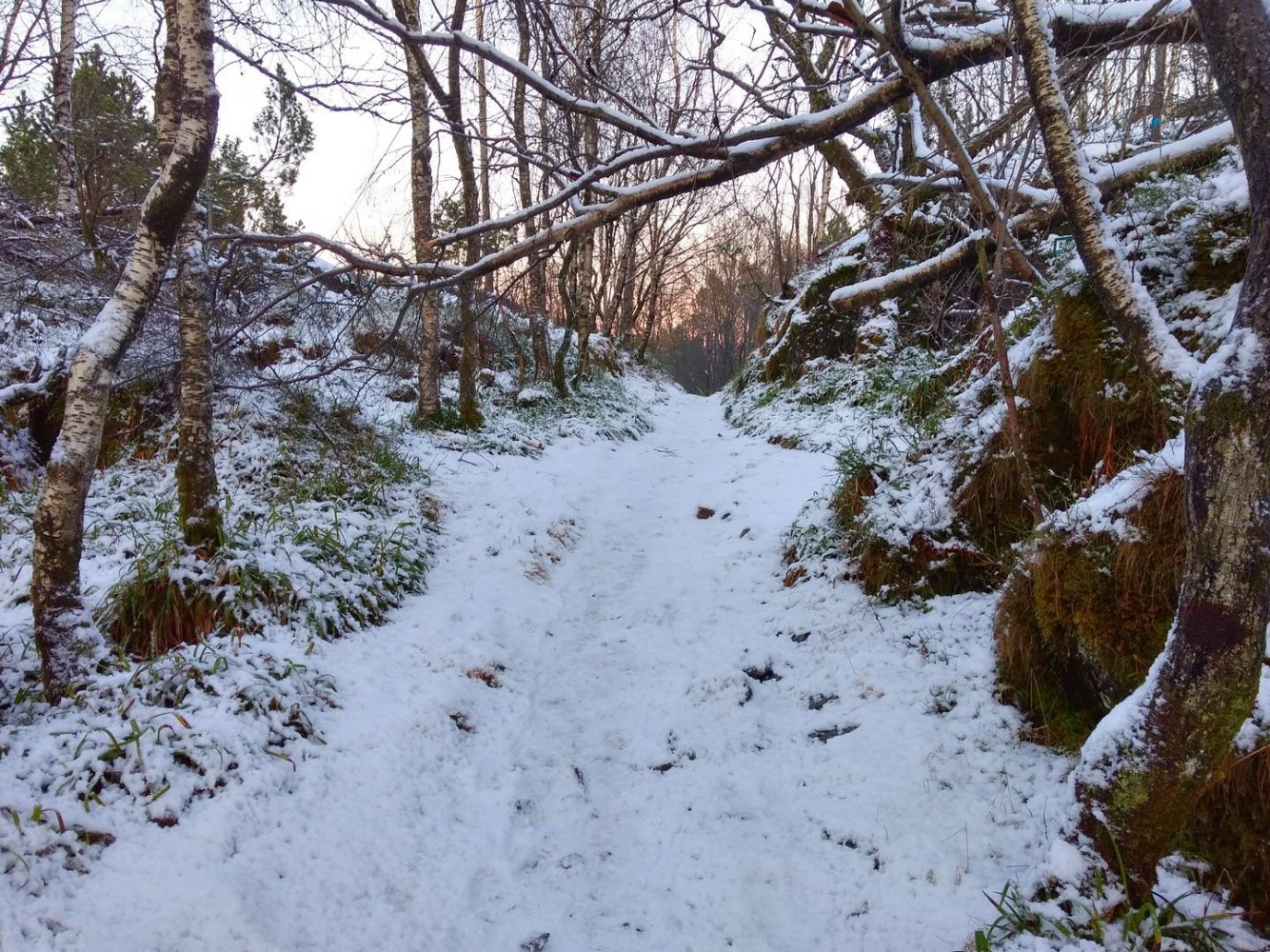 663611500_Liksomvinter(IMG_20200204_164949160_HDR).thumb.jpg.e57b499516e4f2833b221e6d0ac64ef7.jpg
