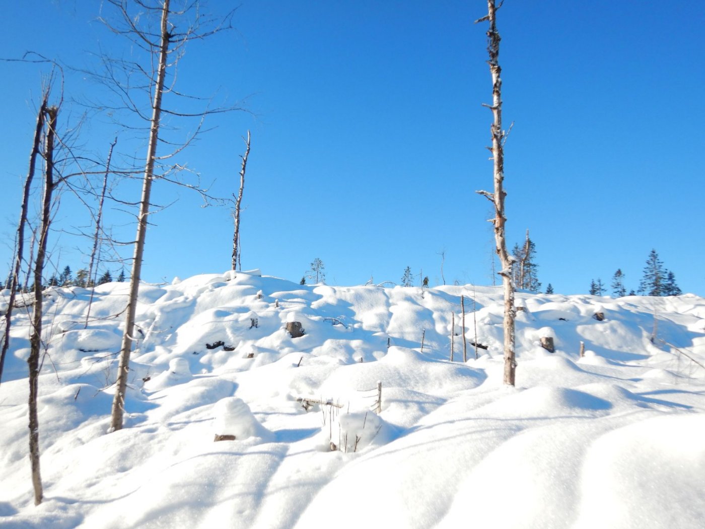 20210130, Maridalsvannet og truger ved Fagertjern (56).jpg