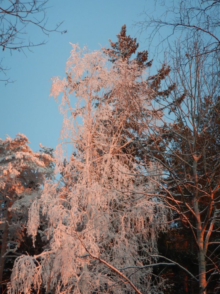 20210130, Maridalsvannet og truger ved Fagertjern (147).jpg
