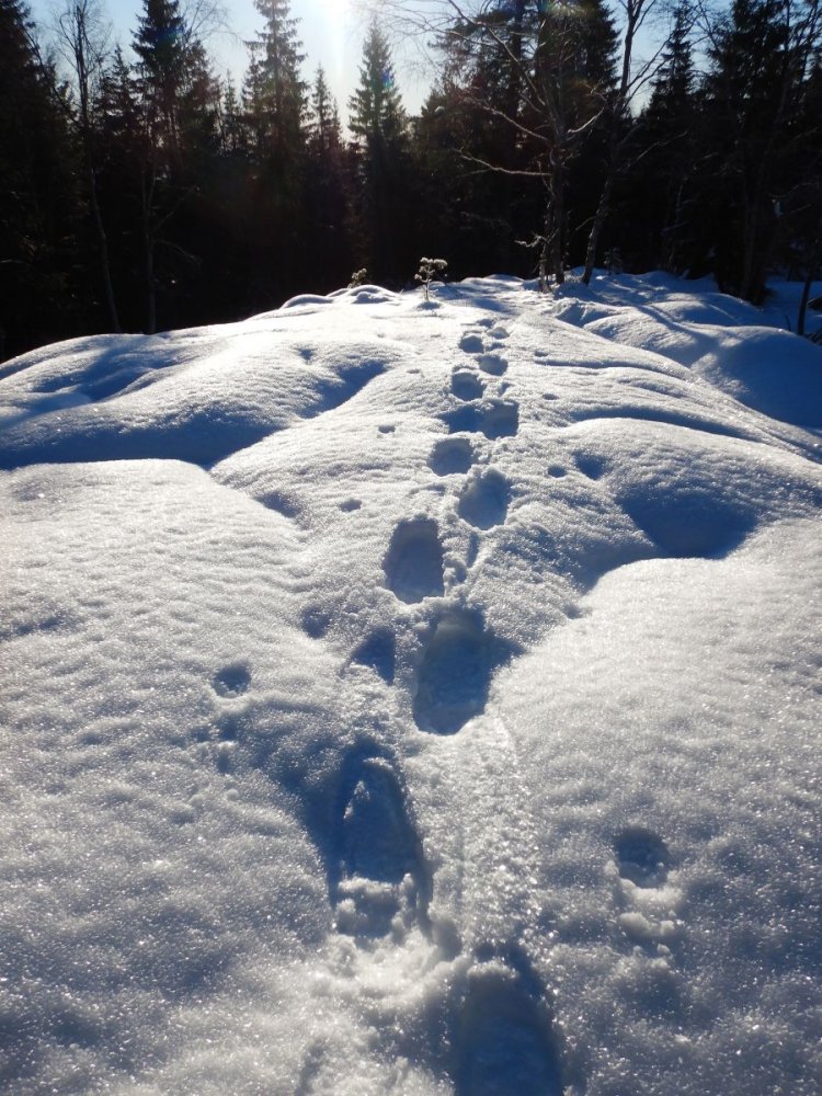 20210130, Maridalsvannet og truger ved Fagertjern (35).jpg