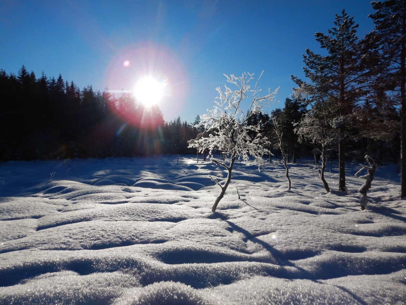 20210130, Maridalsvannet og truger ved Fagertjern (45).jpg