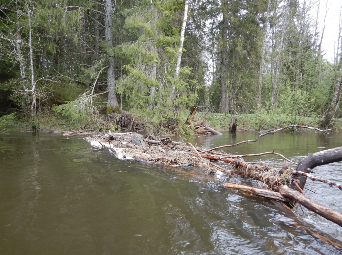 20210516, Ekspedisjon på Nitelva (15).jpg