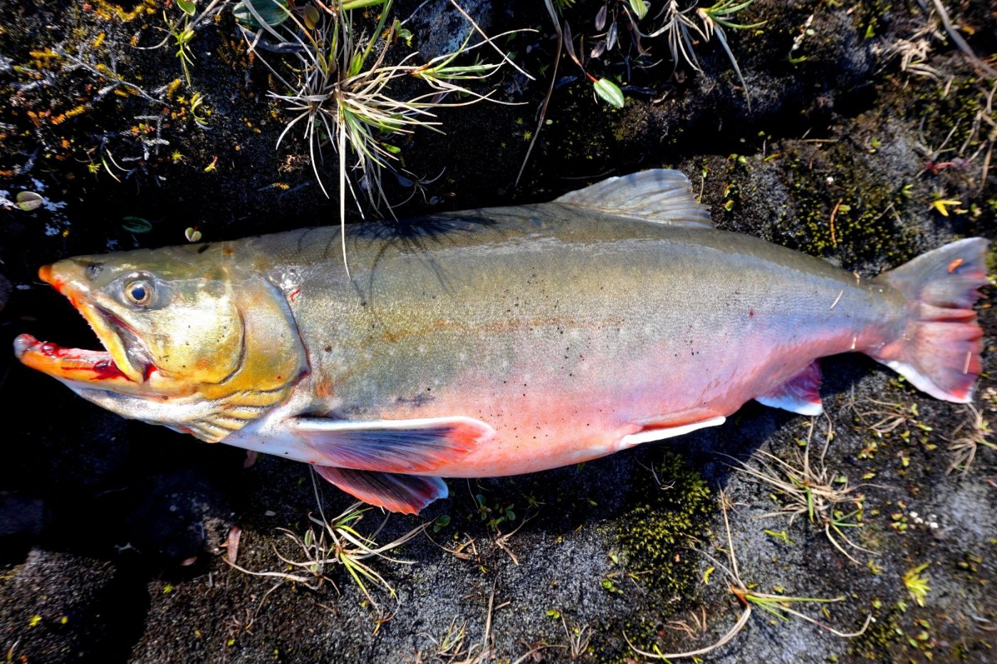 DSC02119 – Kopi.JPG