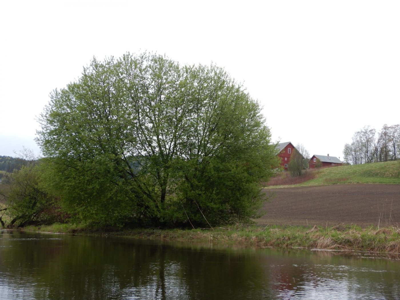 20210516, Ekspedisjon på Nitelva (43).jpg