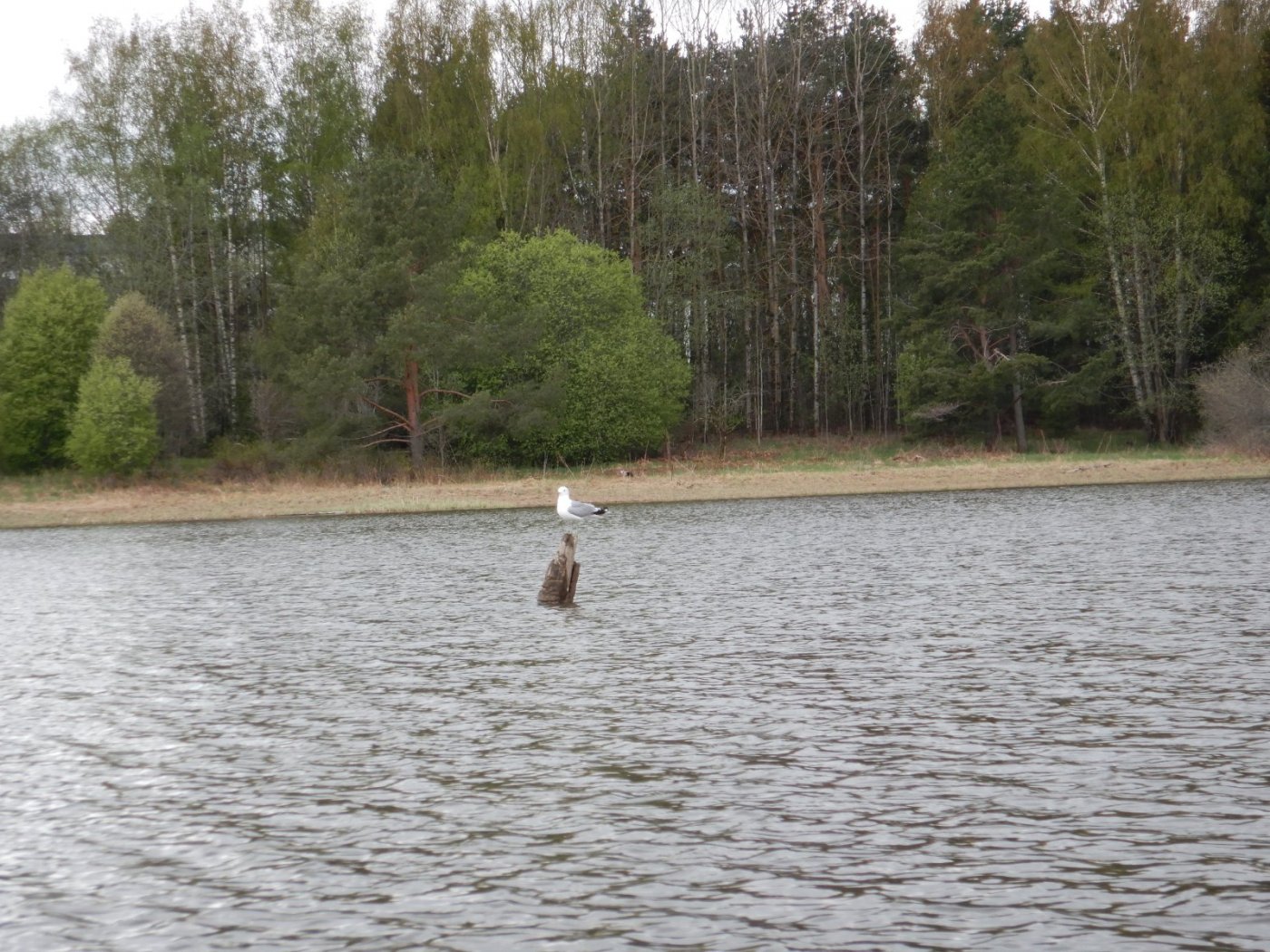 20210516, Ekspedisjon på Nitelva (139).jpg