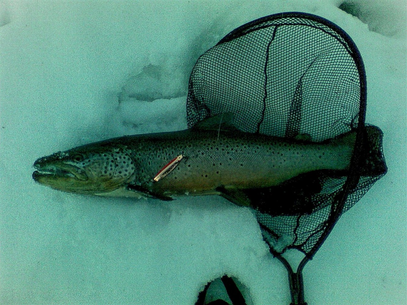 0_Ørret 3,6kg og 63cm.jpg