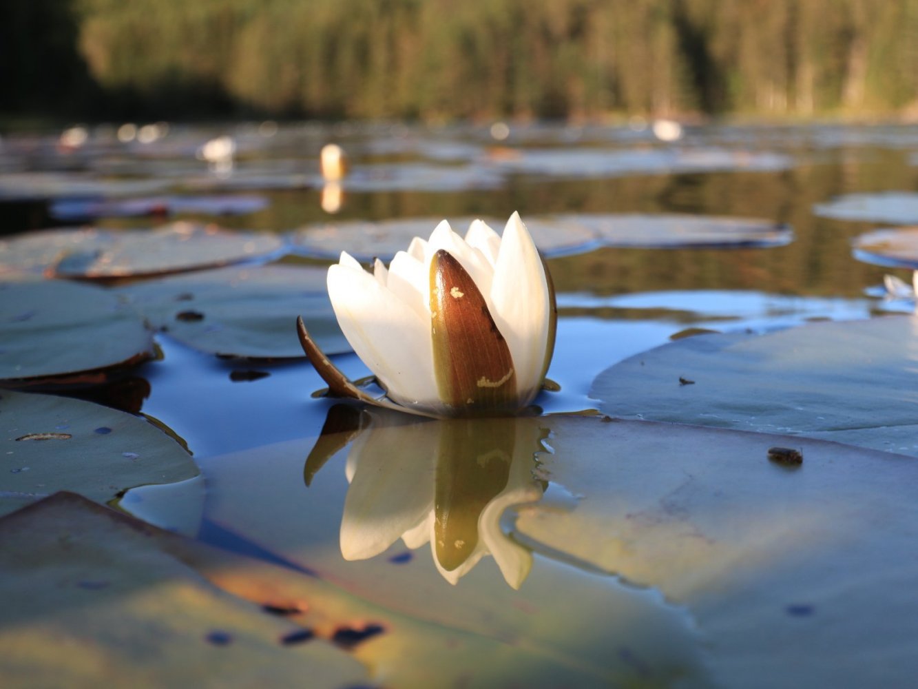 Vakker vannlilje.JPG