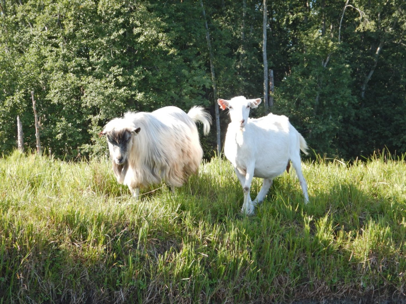 20210830, Ekspedisjon på Vorma (128).jpg