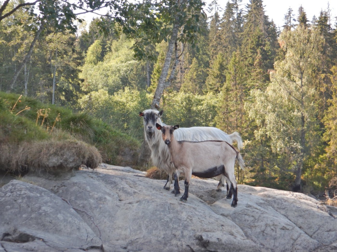 20210830, Ekspedisjon på Vorma (119).jpg