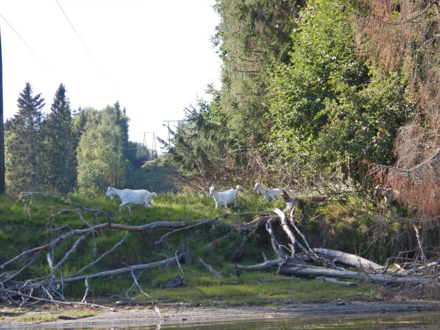 20210830, Ekspedisjon på Vorma (123).jpg