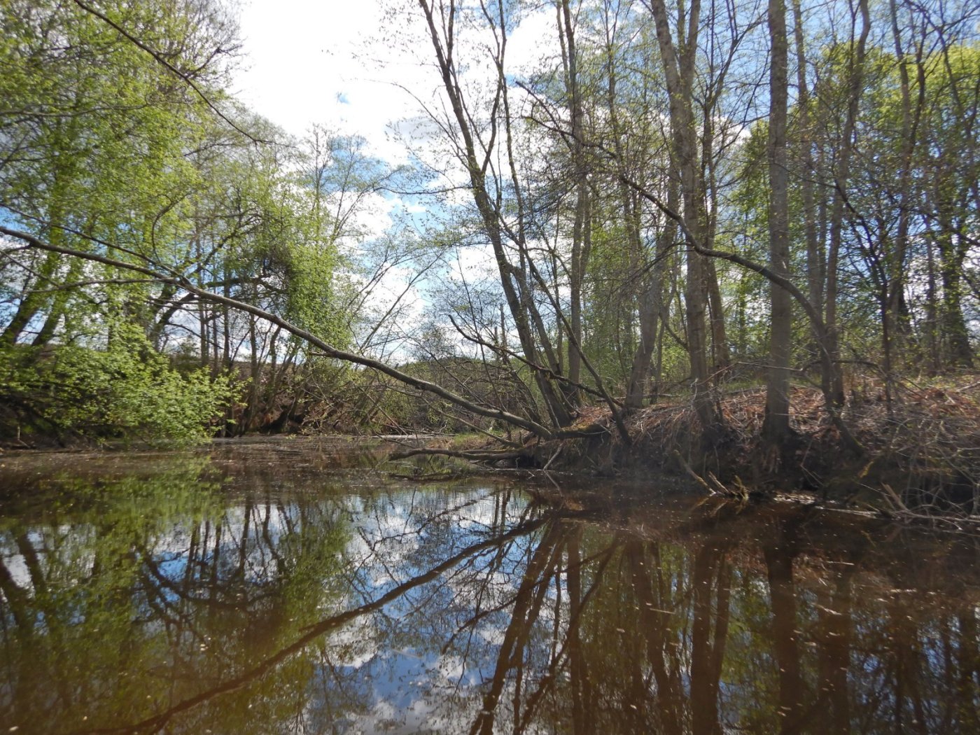 20220515, Padletur fra Skarnes til Årnes, med någo attått (30).JPG