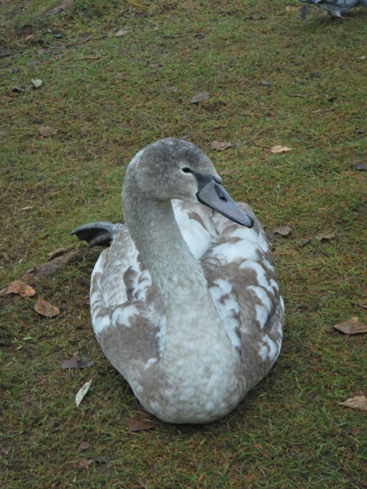 20221127, Firemils gjennom Oslo og Bærum (45).JPG