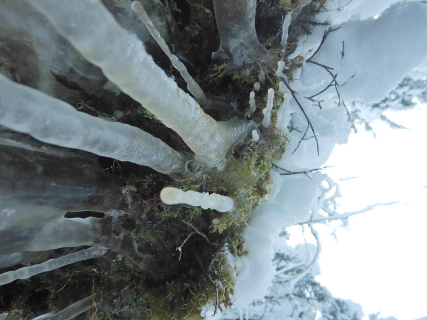 20230123, Trugerunde fra Skansebakken (54).JPG